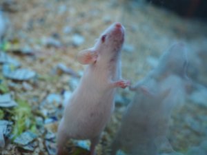 画像4: ■活マウス　繁殖用　3ペア