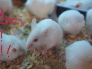 画像1: ■活マウス　繁殖用　3ペア