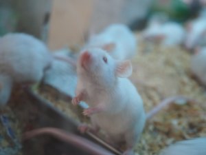 画像2: ■活マウス　繁殖用ペア