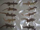 冷凍真空パック★ ヤモリ 10匹 入りパック　■国産品　冷凍ヤモリ