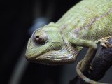 ■セネガルカメレオン