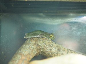 画像4: ■ハロウェルアマガエル