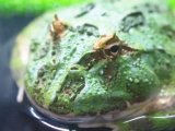 ■クランウェルツノガエル　グリーン