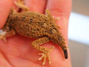 画像6: ■ヘルメットゲッコー　ペア　No.2　　　　　　　　　※尾切れ再生中