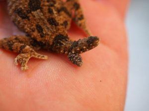 画像3: ■ヘルメットゲッコー　ペア　No.2　　　　　　　　　※尾切れ再生中