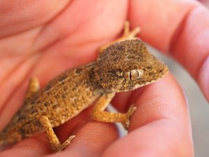 画像4: ■ヘルメットゲッコー　ペア　No.2　　　　　　　　　※尾切れ再生中