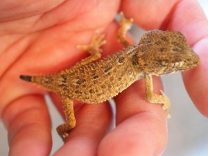 画像5: ■ヘルメットゲッコー　ペア　No.2　　　　　　　　　※尾切れ再生中