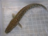 ■タイワンドジョウ　約50cm