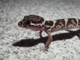 ■ボウシトカゲモドキ　　No.3