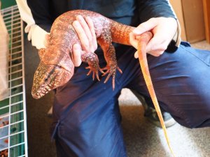 画像3: ■レッドテグー No.2