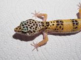 ■ヒョウモントカゲモドキ　　　　　　品種　ハイイエロー　No.1