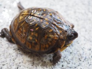 画像5: ■ミツユビハコガメ　　ペア