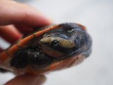 ■ニシキマゲクビガメ　