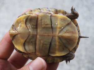 画像8: ■ミツユビハコガメ　　ペア