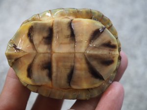 画像4: ■ミツユビハコガメ　　ペア