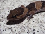 ■ニシアフリカトカゲモドキ　　No.1