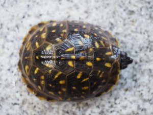 画像3: ■ミツユビハコガメ　　ペア