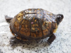 画像6: ■ミツユビハコガメ　　ペア