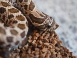 ■セイブシシバナヘビ