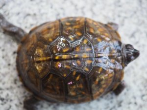 画像7: ■ミツユビハコガメ　　ペア