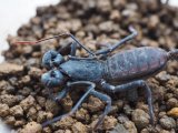 ■アマミサソリモドキ　M