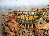 ■沖縄産　ムカデ　　　　　　　　　　　（トビズムカデ）　約13cm