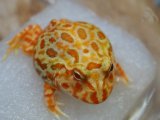 ■クランウェルツノガエル　　No.3　　　　●品種　ストロベリー
