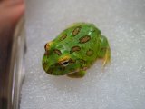 ■クランウェルツノガエル　　No.1　　　　●品種　グリーン
