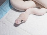 ■ボールパイソン　　　　　　　　　●品種　パステルアイボリー