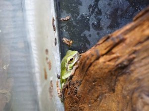 画像5: ■ハロウェルアマガエル