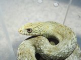 ■ヨナグニシュウダ