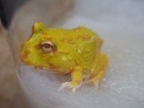 ■クランウェルツノガエル　　No.1　　　　●品種　パイナップル