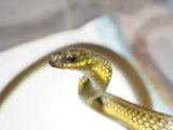 ■リュウキュウアオヘビ　沖縄本島