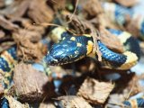 ■アカマタ　　No.1