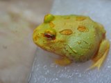 ■クランウェルツノガエル　　No.2　　　　●品種　パイナップル
