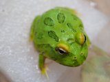 ■クランウェルツノガエル　　No.4　　　　●品種　グリーン