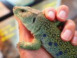 ■ホウセキカナヘビ　オス
