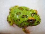 ■クランウェルツノガエル　　No.3　　　　●品種　グリーン