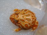 ■クランウェルツノガエル　　No.1　　　　●品種　ストロベリー