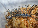 ■オオゲジ　　石垣島産