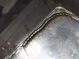 ■沖縄産　ムカデ　　　　　　　　　　　（アオズムカデ）　約8cm