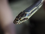 ■サキシママダラ　石垣島　No.1