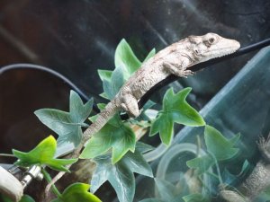 画像4: ■ポルカスカメレオンモドキ ペア 　　　No.1