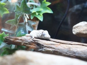 画像6: ■ポルカスカメレオンモドキ ペア 　　　No.2