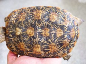 画像7: ■パンケーキリクガメ　ペア