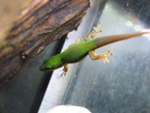 画像5: ■ヘリスジヒルヤモリ　ペア