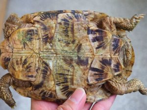 画像4: ■パンケーキリクガメ　ペア