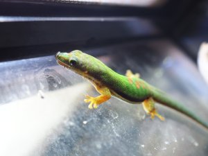 画像3: ■ヘリスジヒルヤモリ　ペア