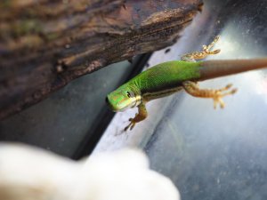 画像6: ■ヘリスジヒルヤモリ　ペア