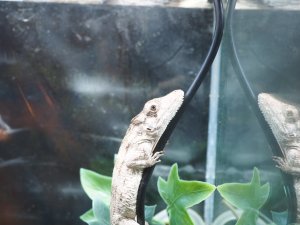 画像5: ■ポルカスカメレオンモドキ ペア 　　　No.1